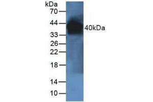 Figure. (PON1 anticorps  (AA 2-186))