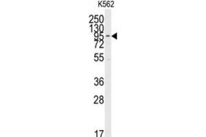 Western Blotting (WB) image for anti-Mitogen-Activated Protein Kinase 7 (MAPK7) antibody (ABIN3003254) (MAPK7 anticorps)