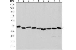 Western blot analysis using ACTA2 mouse mAb against Hela (1), A431 (2), Jurkat (3), K562 (4), HEK293 (5), HepG2 (6), NIH/3T3 (7), PC-12 (8) and Cos7 (9) cell lysate.