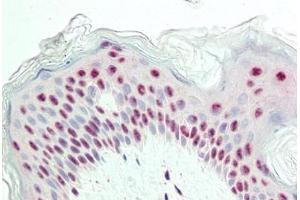 anti-Proliferation Marker antibody