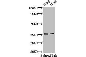 Western Blot Positive WB detected in: Zebrafish tissue 20 μg, 10 μg All lanes: tal1 antibody at 3 μg/mL Secondary Goat polyclonal to rabbit IgG at 1/50000 dilution Predicted band size: 36, 23 kDa Observed band size: 36 kDa (TAL1 anticorps  (AA 1-324))