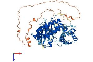 AlphaFold protein structure predicition of Human Recombinant CHEK1 Protein, UniprotID O14757