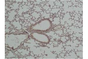 Immunohistochemical analysis of paraffin-embedded Mouse Lung Tissue using GSK3β Polyclonal Antibody. (GSK3 beta anticorps)