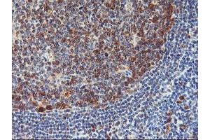 Image no. 2 for anti-Neurolysin (Metallopeptidase M3 Family) (NLN) antibody (ABIN1499710)