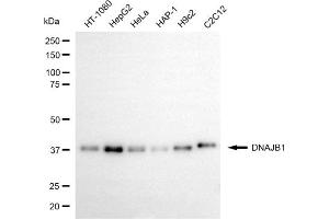 anti-DnaJ (Hsp40) Homolog, Subfamily B, Member 1 (DNAJB1) antibody