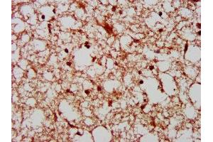 IHC image of ABIN7169132 diluted at 1:800 and staining in paraffin-embedded human brain tissue performed on a Leica BondTM system.