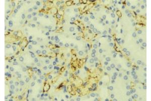ABIN6276917 at 1/100 staining Mouse liver tissue by IHC-P.
