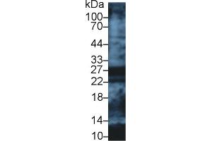 Detection of APOA1 in Human Lung lysate using Polyclonal Antibody to Apolipoprotein A1 (APOA1) (APOA1 anticorps  (AA 122-267))