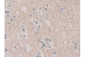 Detection of UCRP in Human Cerebrum Tissue using Polyclonal Antibody to Ubiquitin Cross Reactive Protein (UCRP) (CLRN1 Antisense RNA 1 (CLRN1-AS1) (AA 2-157) anticorps)