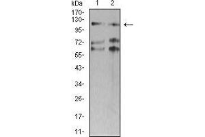 SMARCA1 anticorps  (AA 933-1070)