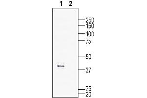 anti-G Protein-Coupled Receptor 132 (GPR132) (AA 184-198), (Extracellular) antibody