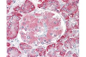 Anti-PDIA2 antibody IHC of human pancreas. (PDIA2 anticorps  (AA 477-489))