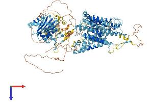 AlphaFold protein structure predicition of Mouse Recombinant Slc4a4 Protein, UniprotID O88343