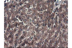 Image no. 3 for anti-Indoleamine 2,3-Dioxygenase 1 (IDO1) antibody (ABIN1498791)