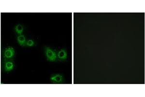 Immunofluorescence analysis of MCF-7 cells, using MRGX3 antibody. (MRGPRX3 anticorps  (Internal Region))