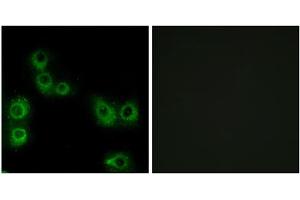 Immunofluorescence analysis of MCF-7 cells, using MRGX3 antibody.