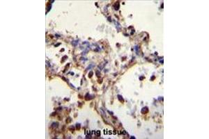 WDR52 Antibody (C-term) immunohistochemistry analysis in formalin fixed and paraffin embedded human lung tissue followed by peroxidase conjugation of the secondary antibody and DAB staining. (WDR52 anticorps  (C-Term))