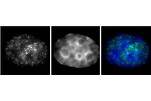 RNA pol II phospho Ser7 antibody (mAb) (Clone 3D4A12) tested by Immunofluorescence. (Rpb1 CTD anticorps  (Ser7))