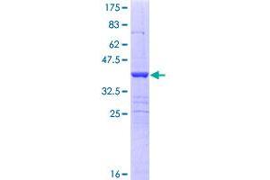 Image no. 1 for Sema Domain, Transmembrane Domain (TM), and Cytoplasmic Domain, (Semaphorin) 6B (SEMA6B) (AA 28-126) protein (GST tag) (ABIN1319492)