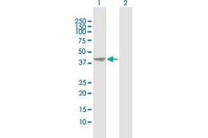Western Blot analysis of AHSA1 expression in transfected 293T cell line by AHSA1 MaxPab polyclonal antibody.