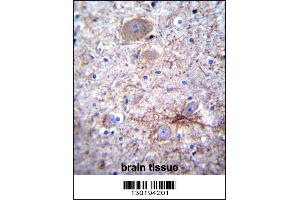 PCDHA7 Antibody immunohistochemistry analysis in formalin fixed and paraffin embedded human brain tissue followed by peroxidase conjugation of the secondary antibody and DAB staining. (PCDHA7 anticorps  (AA 272-300))