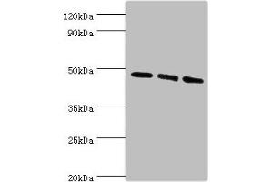 Western blot All lanes: WIPI1 antibody at 6 μg/mL Lane 1: 293T whole cell lysate Lane 2: NIH/3T3 whole cell lysate Lane 3: Mouse skeletal muscle tissue Secondary Goat polyclonal to rabbit IgG at 1/10000 dilution Predicted band size: 49 kDa Observed band size: 49 kDa (WIPI1 anticorps  (AA 187-446))
