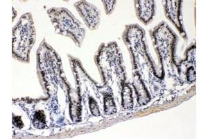 IHC testing of FFPE mouse intestine with E2F4 antibody at 1ug/ml. (E2F4 anticorps  (AA 106-144))