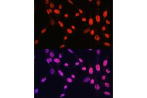 Immunofluorescence analysis of NIH-3T3 cells using MonoMethyl-Histone H2B-K5 antibody (ABIN7267735) at dilution of 1:100. (Histone H2B anticorps  (meLys5))