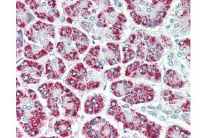 Anti-EEF1E1 / AIMP3 / p18 antibody IHC staining of human pancreas. (EEF1E1 anticorps  (AA 17-29))