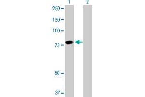 Western Blot analysis of HABP2 expression in transfected 293T cell line by HABP2 MaxPab polyclonal antibody.