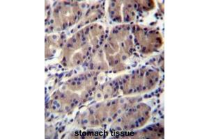 RNF5 Antibody (Center) immunohistochemistry analysis in formalin fixed and paraffin embedded human stomach tissue followed by peroxidase conjugation of the secondary antibody and DAB staining.