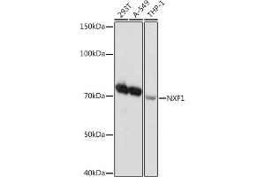 Western blot analysis of extracts of various cell lines, using NXF1 Rabbit mAb (ABIN7269023) at 1:1000 dilution. (NXF1 anticorps)