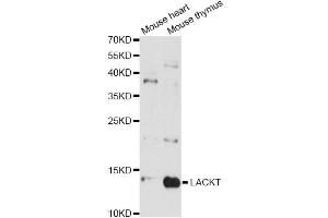 Western blot analysis of extracts of various cell lines, using LACRT antibody (ABIN6293118) at 1:3000 dilution. (Lacritin anticorps)