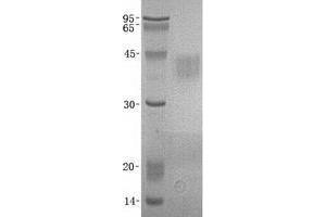 Validation with Western Blot (TREM1 Protéine)