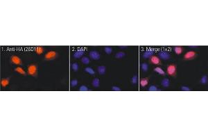Immunofluorescence (IF) image for anti-HA-Tag antibody (ABIN1107479) (HA-Tag anticorps)
