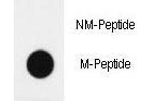 Dot blot analysis of H4 antibody (Methyl 2/methylation-specific).