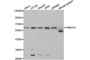 Western Blotting (WB) image for anti-Protein Kinase, AMP-Activated, alpha 1 Catalytic Subunit (PRKAA1) (AA 1-300) antibody (ABIN3021788)