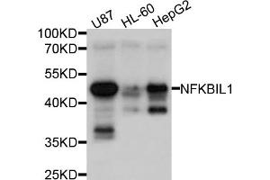 Western blot analysis of extracts of various cell lines, using NFKBIL1 antibody (ABIN4904528) at 1:1000 dilution. (NFKBIL1 anticorps)