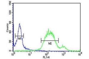 WNT5A antibody flow cytometric analysis of HeLa cells (green) compared to a negative control (blue).