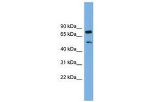 Image no. 1 for anti-RNA Binding Motif Protein 42 (RBM42) (AA 323-372) antibody (ABIN6744702) (RBM42 anticorps  (AA 323-372))