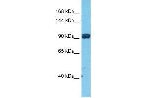 Host:  Rabbit  Target Name:  JADE3  Sample Type:  COLO205 Whole Cell lysates  Antibody Dilution:  1.