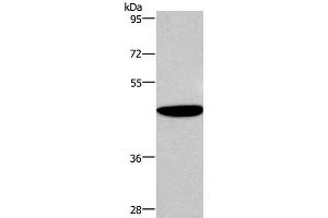 Western Blot analysis of Human fetal brain tissue using ABI1 Polyclonal Antibody at dilution of 1:300 (ABI1 anticorps)