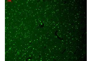 Immunohistochemistry analysis using Mouse Anti-HCN1 Monoclonal Antibody, Clone S70-28 .