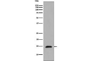 Western blot analysis of Histone H2B expression in Saccharomyces cerevisiae cell lysate treated with Methyl methanesulfonate.