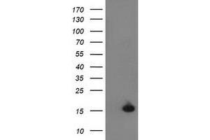 Image no. 1 for anti-Ubiquitin-Like 4A (UBL4A) antibody (ABIN1501651) (UBL4A anticorps)