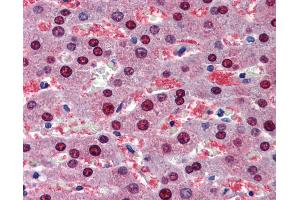 Anti-BMPER antibody IHC of human liver.