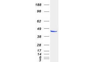 Validation with Western Blot