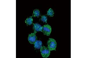 Confocal immunofluorescent analysis of IL8 Antibody with Hela cell followed by Alexa Fluor488-conjugated goat anti-rabbit lgG (green). (IL-8 anticorps  (C-Term))