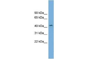 WB Suggested Anti-B4GALT3  Antibody Titration: 0.