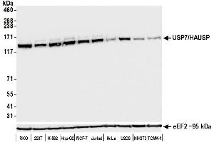 Western Blotting (WB) image for anti-Ubiquitin Specific Peptidase 7 (Herpes Virus-Associated) (USP7) (AA 1-50) antibody (ABIN7453991) (Recombinant USP7 anticorps  (AA 1-50))